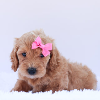 Rita - Available 6/26