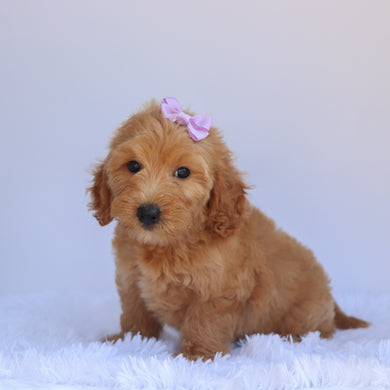 Rita - Available 7/2