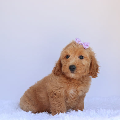 Rita - Available 7/2