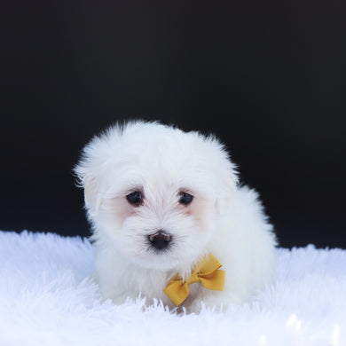Ron - Available 6/26