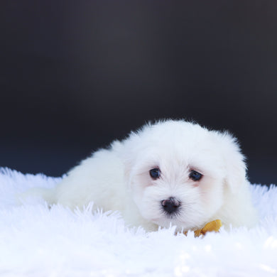 Ron - Available 6/26