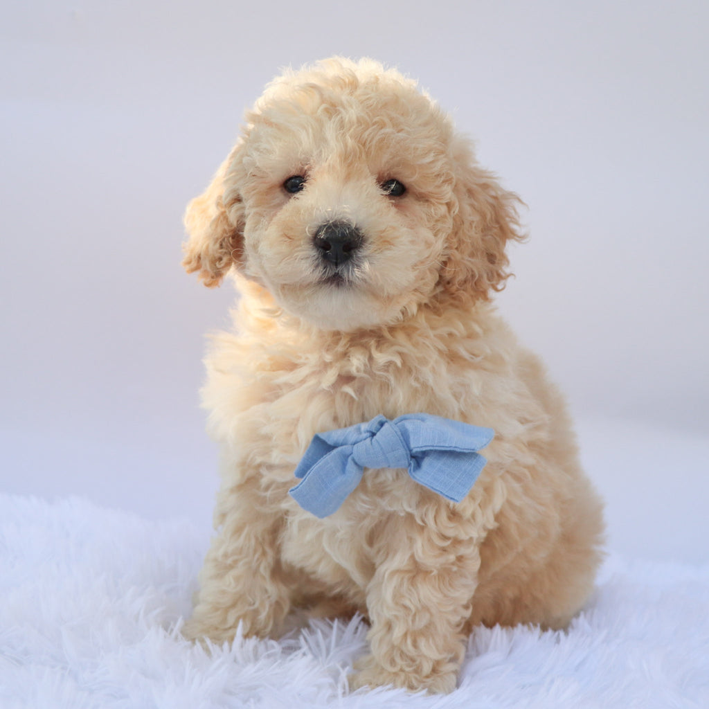 Ronan - Available 9/17