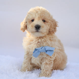 Ronan - Available 9/17