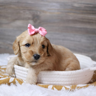 Rosa - Available 12/23