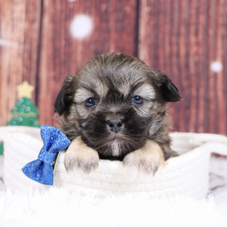 Roscoe - Available 12/31