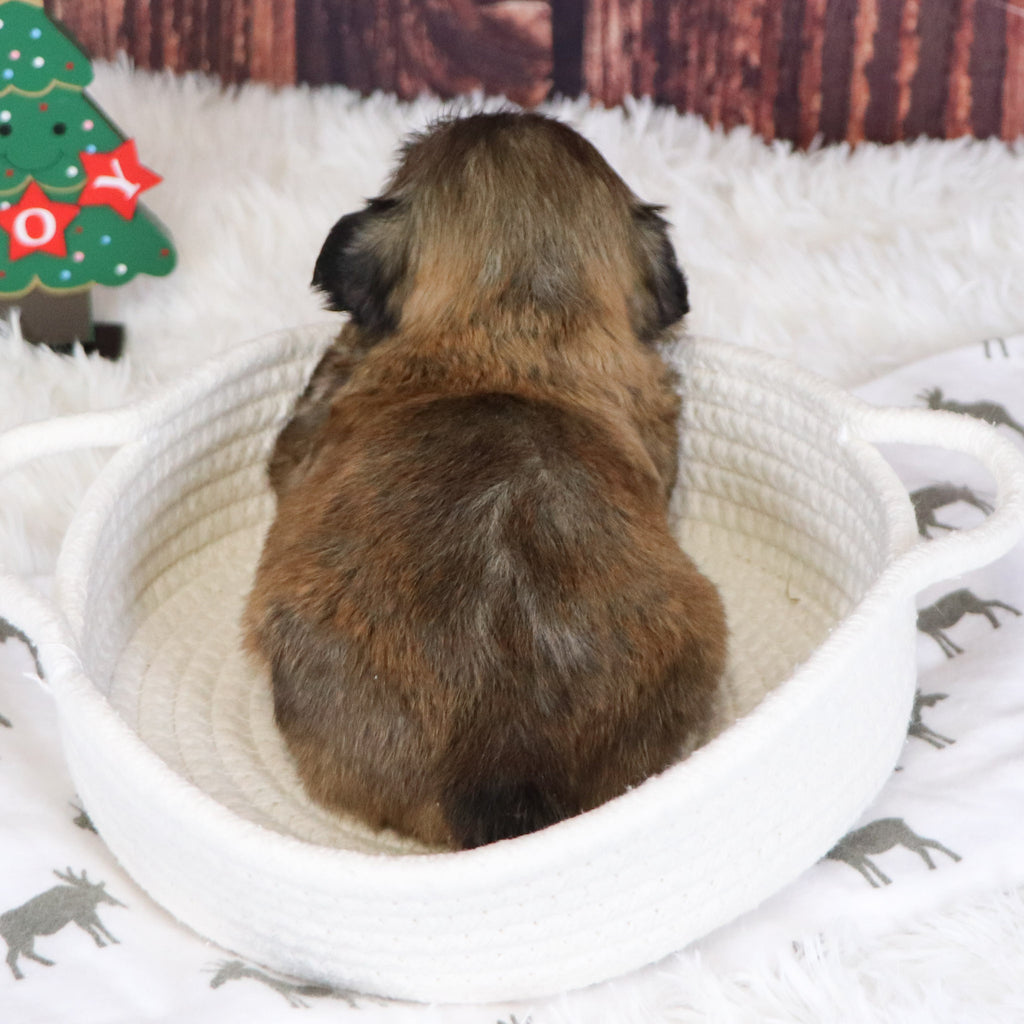 Roscoe - Available 12/31