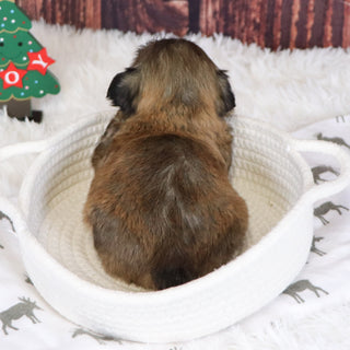 Roscoe - Available 12/31