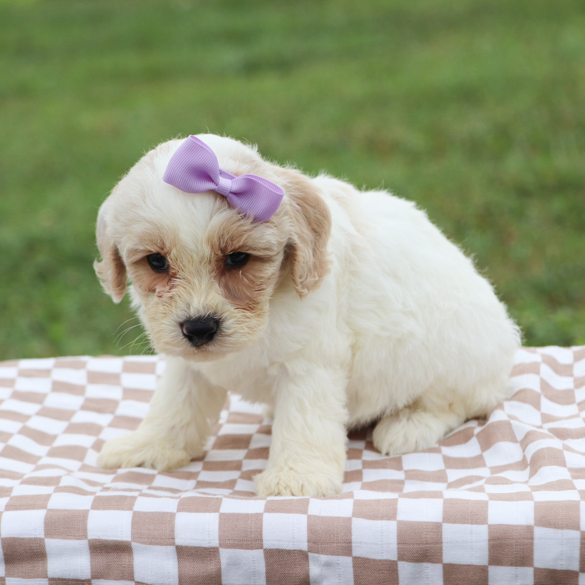 Puppies for sale in Montgomery, NY