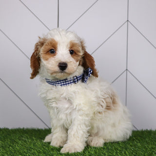 Ross - Available 1/15