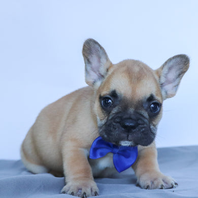 Rowen - Available 9/10