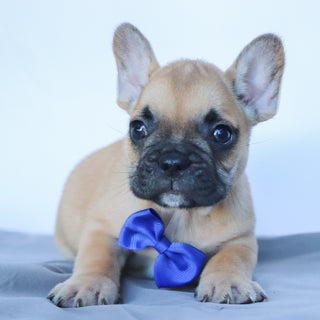 Rowen - Available 10/17