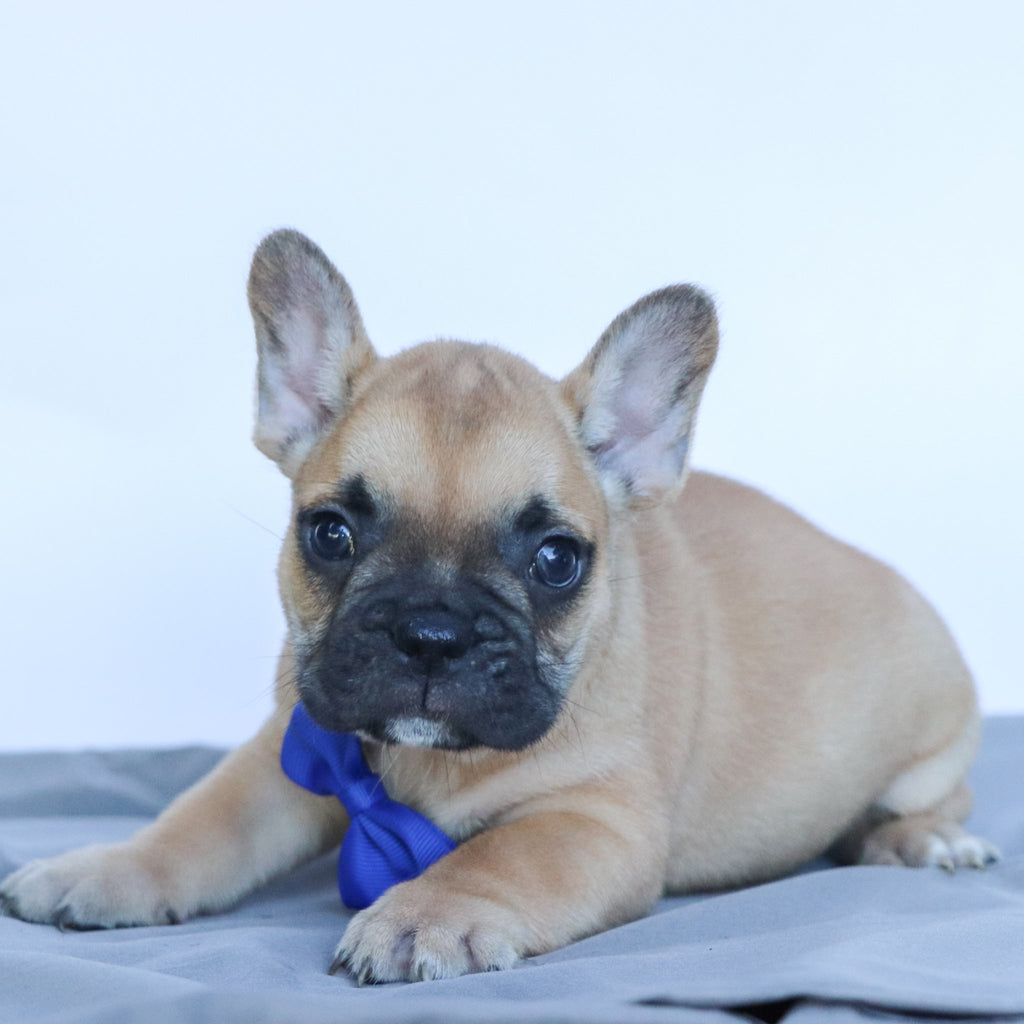Rowen - Available 10/17