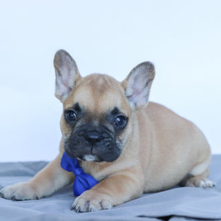 Rowen - Available 10/17