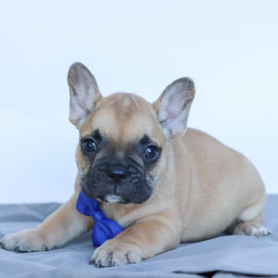 Rowen - Available 9/10