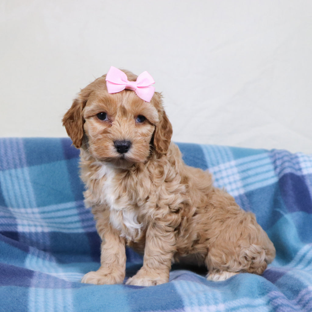 Roxanne - Available Now