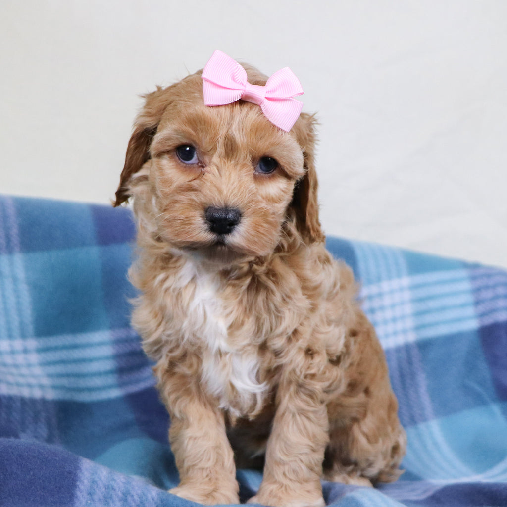 Roxanne - Available Now