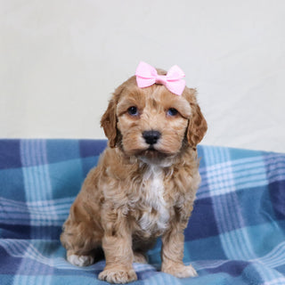 Roxanne - Available Now