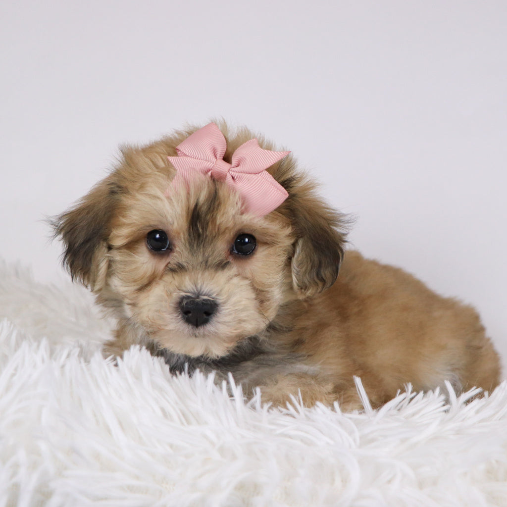 Roxi - Available 11/26