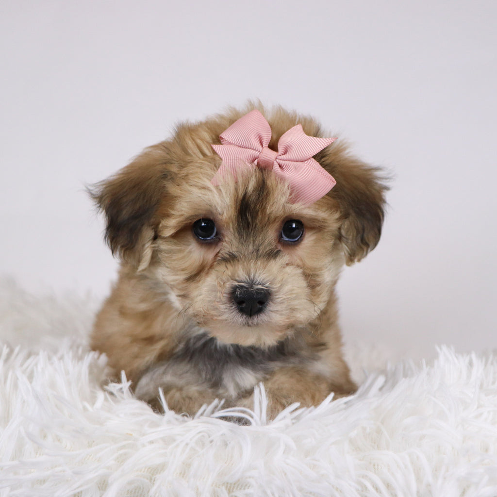 Roxi - Available 11/26