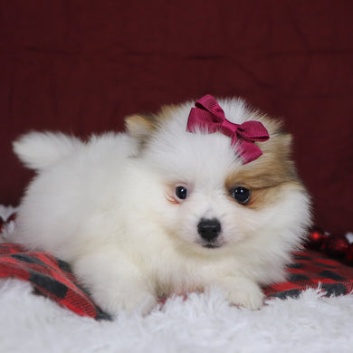 Roxi - Available 12/3