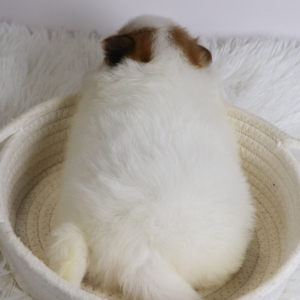 Roxi - Available 12/3