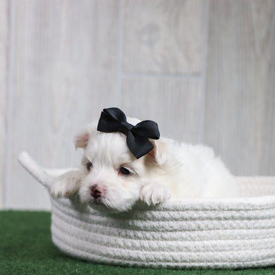 Roxie - Available 6/26