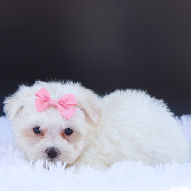 Roxie - Available 6/26