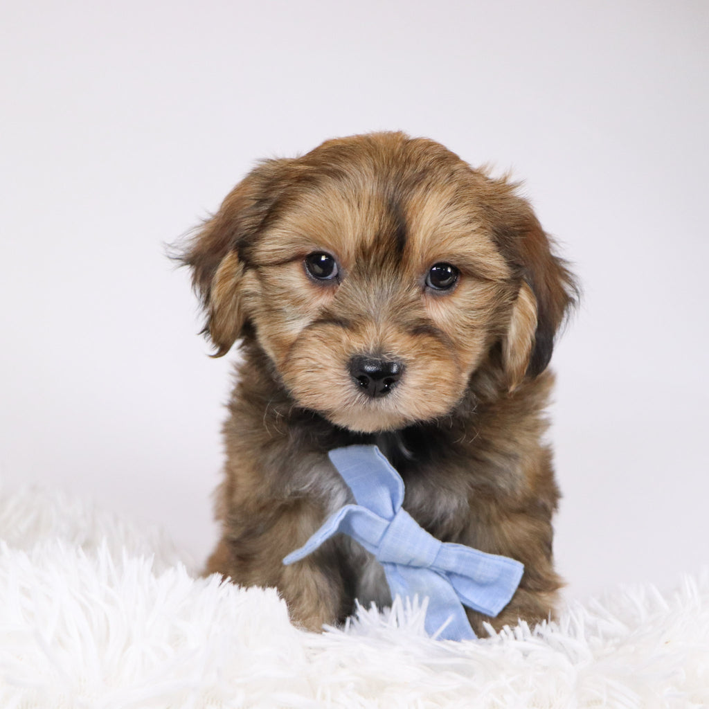 Ryse - Available 11/26