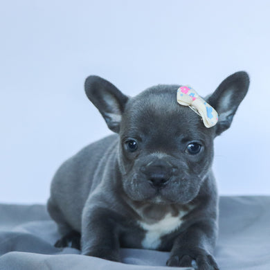 Sabella - Available 9/10