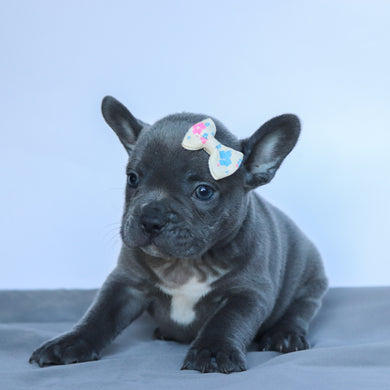 Sabella - Available 9/10