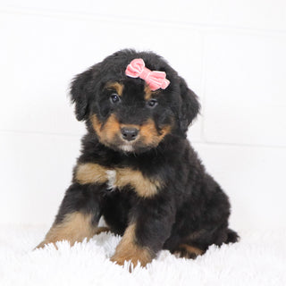 Sade - Available 1/15