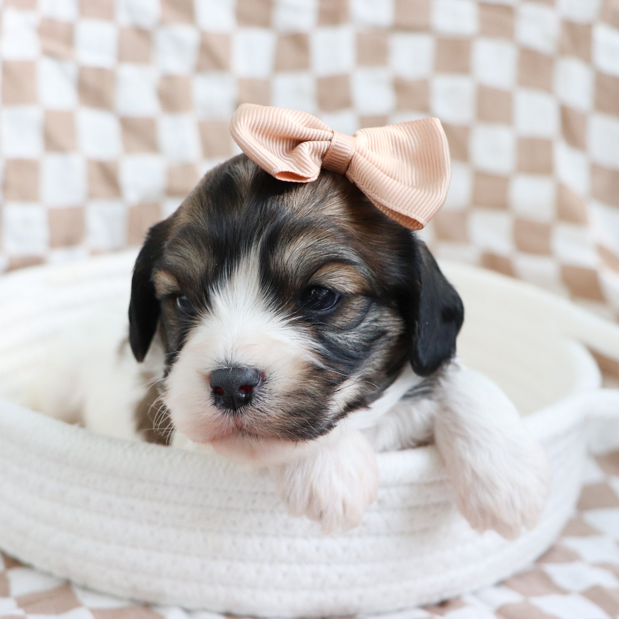 Cute Puppy in Huntsville