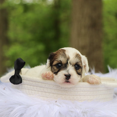 Samson - Available 6/18