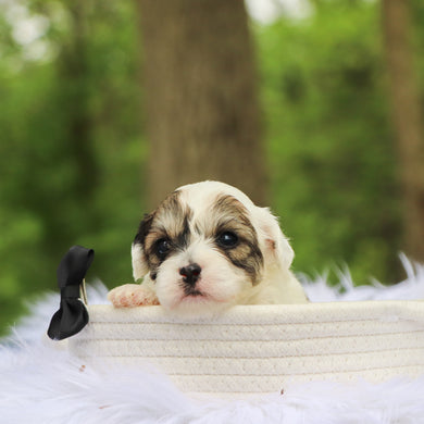Samson - Available 6/18