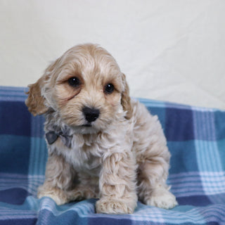 Sanford - Available 1/15