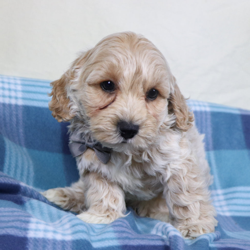 Sanford - Available 1/15