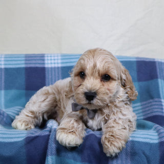 Sanford - Available 1/15