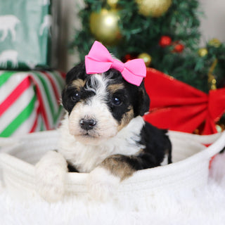 Savannah - Available 1/21