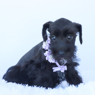 Savannah - Available Now