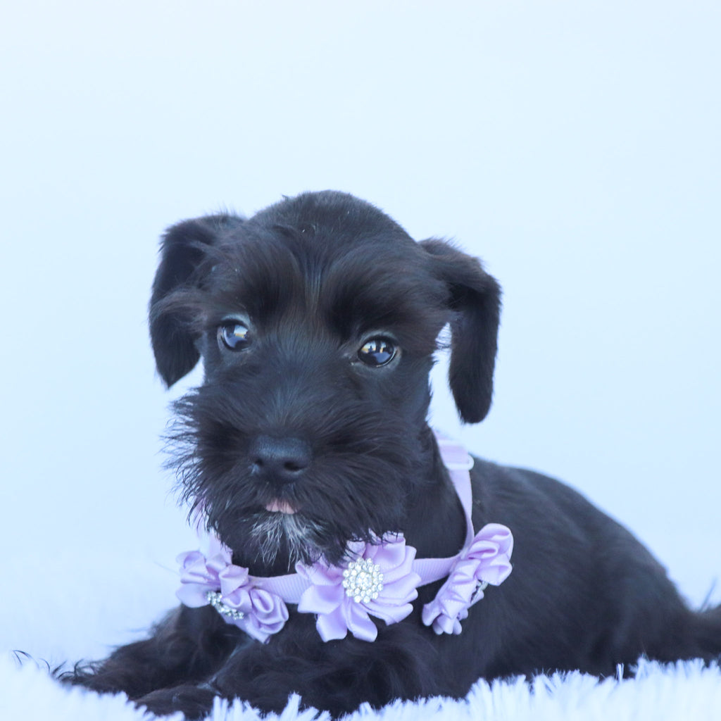 Savannah - Available Now
