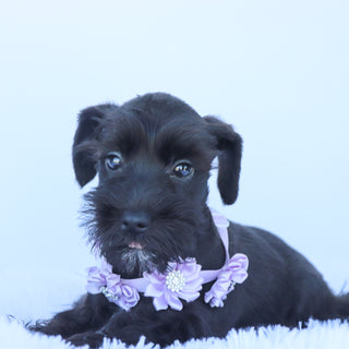 Savannah - Available Now