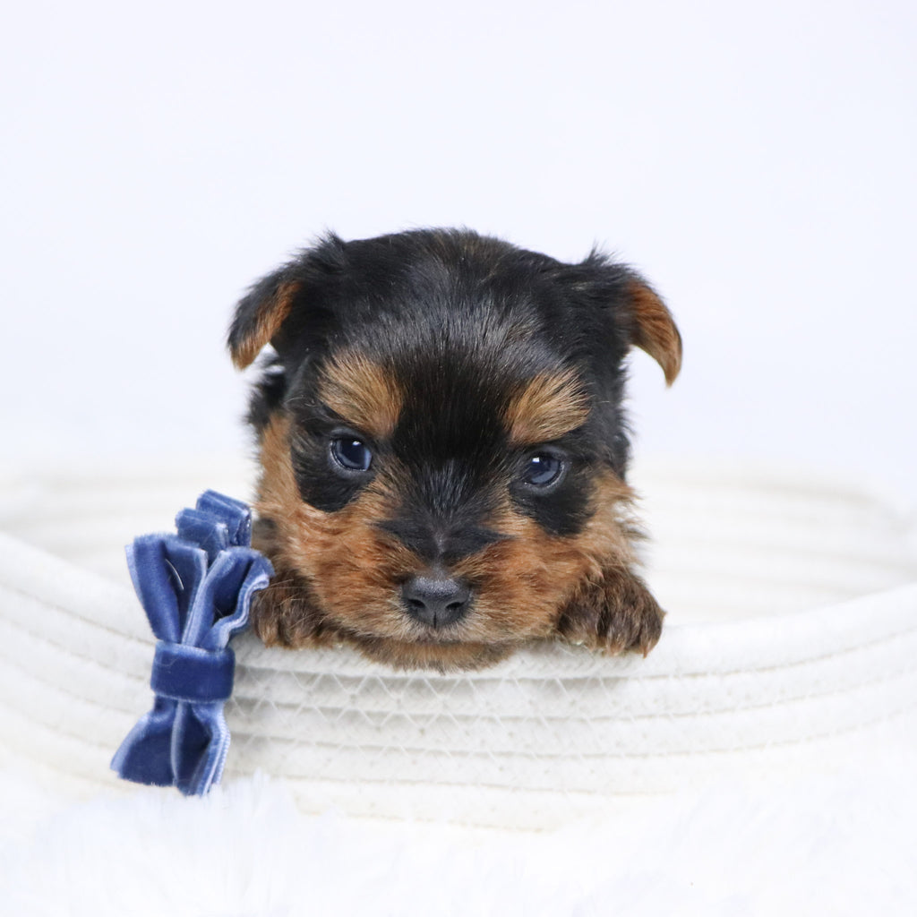 Sawyer - Available 12/17