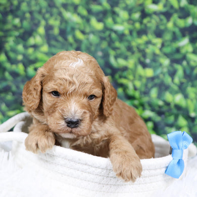 Scott - Available 12/31