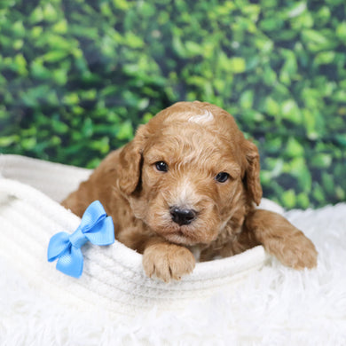 Scott - Available 12/31