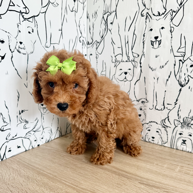 Tawny - Available Now