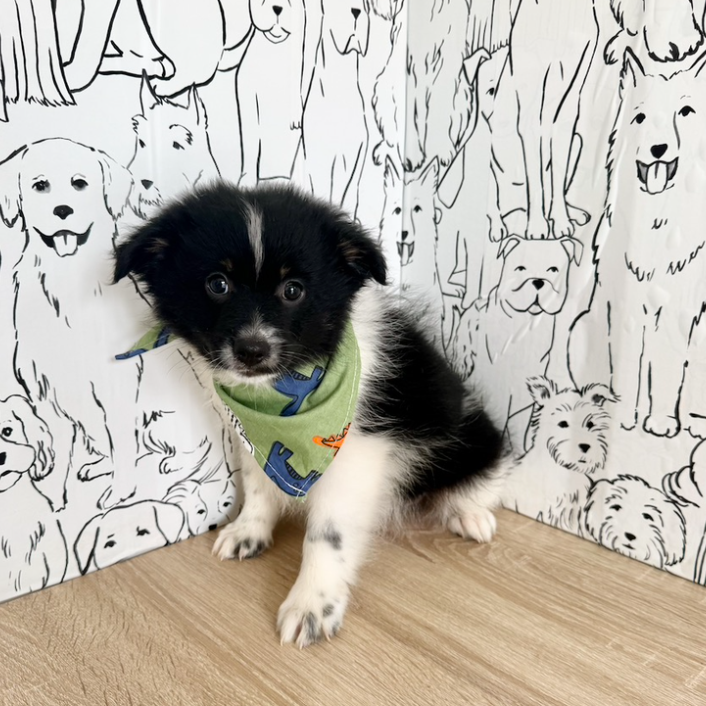 Hugo - Available Now