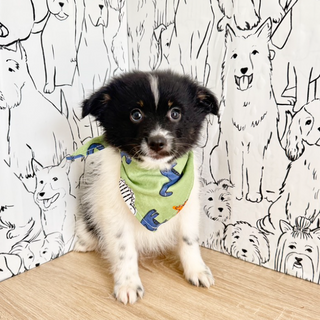 Hugo - Available Now