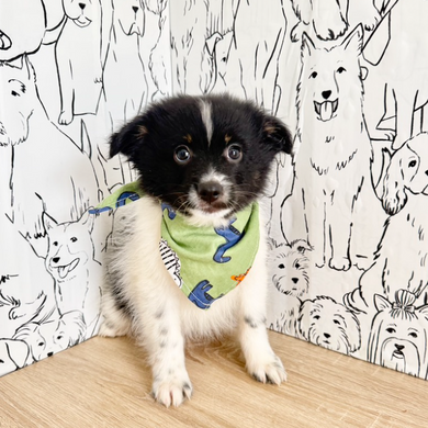 Hugo - Available Now