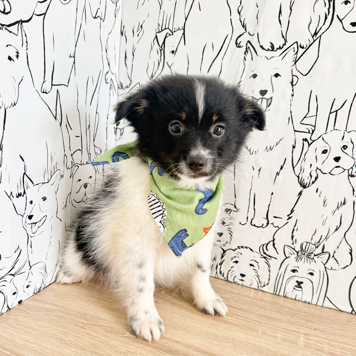 Hugo - Available Now