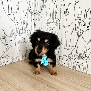 Bruno - Available Now